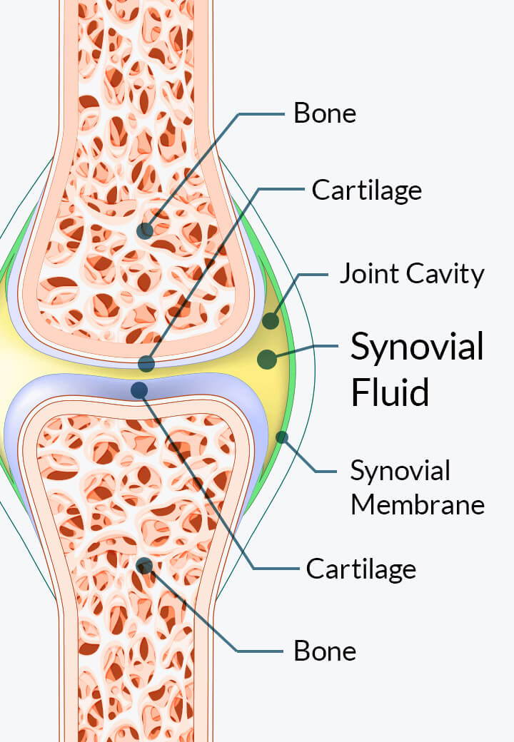 Synovial Fluid Diagram